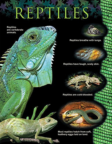 Creative Teaching Press Reptiles Animal Classification Chart -1167-
