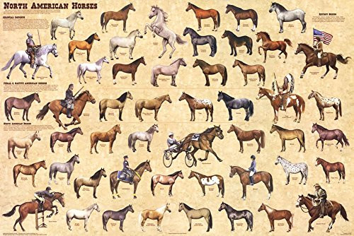 Laminated North American Horses Animal Chart Poster Laminated Poster 36 x 24in