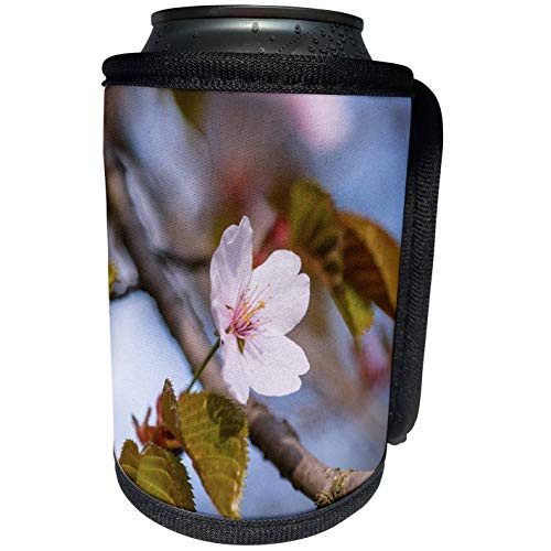 3dRose Alexis Photography - Flowers Sakura 2 - Single sakura flower on a tree branch- soft background - Can Cooler Bottle Wrap -cc_272526_1-
