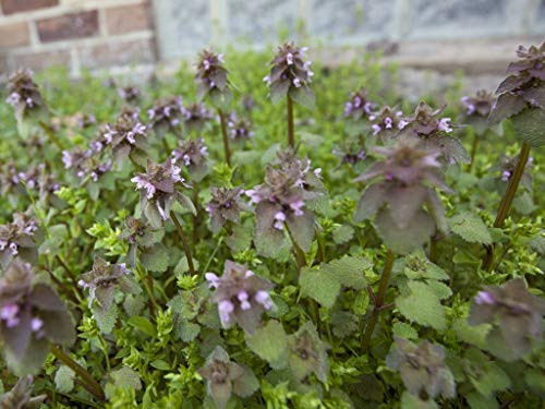 PAPCOOL 25 S??DS Purple Dead - Nettle S??DS ~Lamium Purpureum Archangel