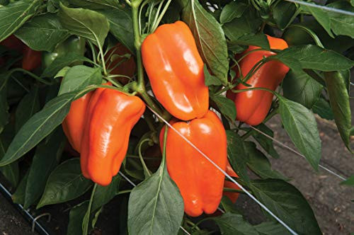 PAPCOOL Pepper S??DS for Pl?nting - 15 Orange Chili Pepper S??D Orange Bell Pepper S??D