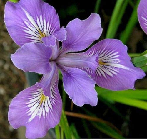 Oregan Iris Purple and White Perennial Flower jocad -20Plus Seeds-