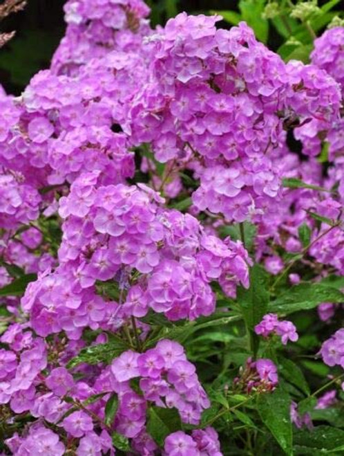 Fragrant Light Purple Phlox Flower Seeds / Shade Perennial jocad -30Plus Seeds-