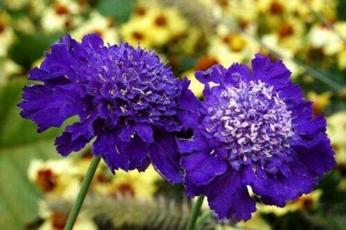 Dark Purple Pincushion Scabiosa Flower Seeds / Perennial jocad -35Plus Seeds-