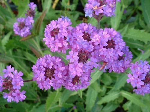 Verbena Vervain Softest Purple Perennial Flower jocad -50Plus Seeds-