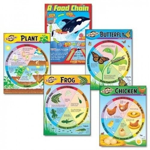 TEPT38934 - Trend Life Cycles Learning Charts Combo Pack