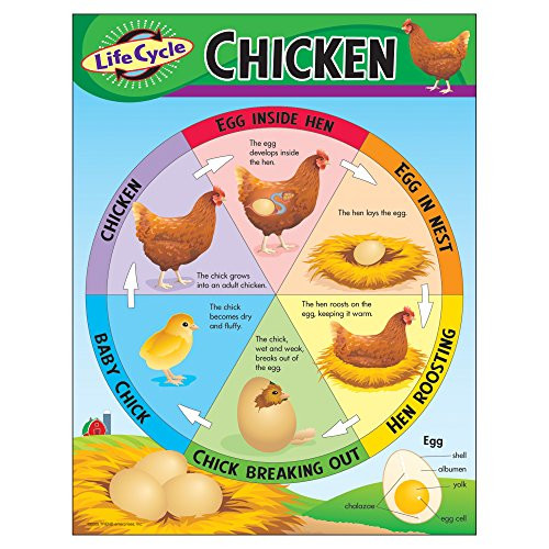 TREND enterprises- Inc. Life Cycle of a Chicken Learning Chart- 17inch x 22inch