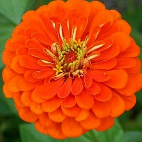 Orange Zinnia - Orange King- Heirloom Zinnia - Heirloom Flowers- 75 Ct. - -MB- Vegetable Flower Garden Decoration Summer Spring