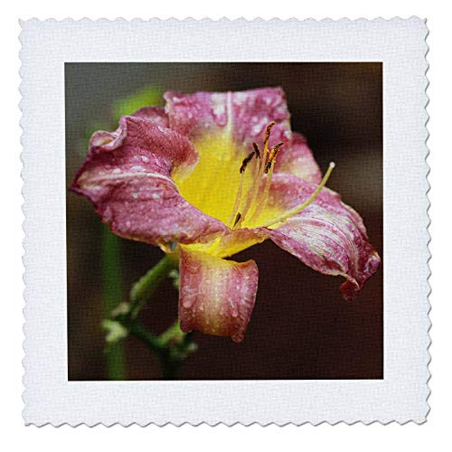 3dRose Macro photograph of a purple daylily after the rain. - Quilt Squares -qs_337307_2- 3dRose Macro photograph of a purple daylily after the rain. - Quilt Squares -qs_337307_2-