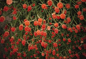Gomphrena haageana Qis Orange 30 Seeds