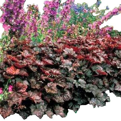 Coral Bells- Heuchera- Palace Purple- 100 Seeds