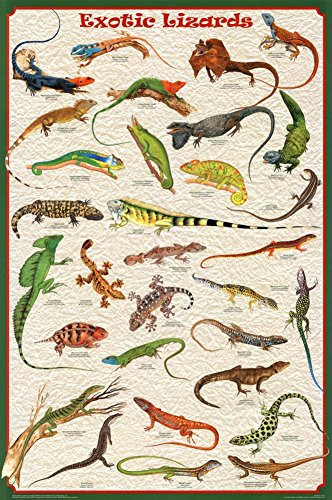 `-24x36- Laminated Exotic Lizards Educational Chart Poster