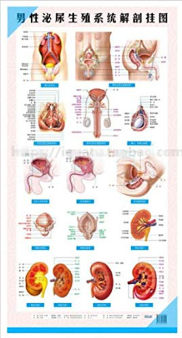 WellieSTR 1Pc Male Reproductive System Anatomical Chart - Anatomy Poster - Wall Chart - 21inch x40inch