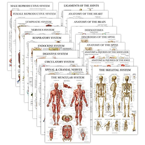 19 Pack - Anatomical Posters - Laminated - Muscular- Skeletal- Digestive- Respiratory- Circulatory- Endocrine- Lymphatic- Male  and  Female- Nervous- Spinal Nerves- Anatomy Charts - 18inch x 27inch