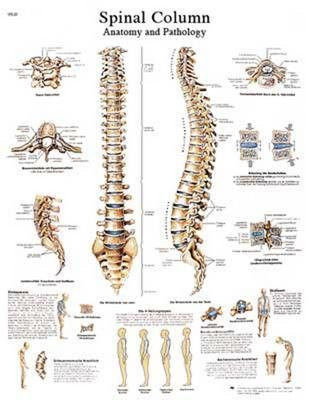 VR1152UU - Spinal Column Chart - 3B Scientific Spinal Column Chart - Each