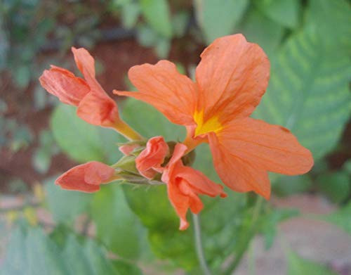 Crossandra Infundibuliformis Orange Marmalade jocad -5 Seeds-