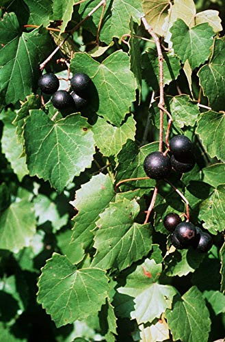 Vitis Rotundifolia Purple Muscadine Grape jocad -5 Seeds-