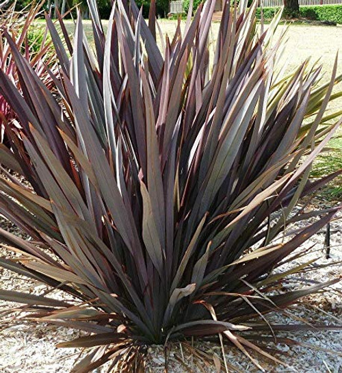 Phormium Tenax Atropurpureum Purple New Zealand Flax jocad -10 Seeds-