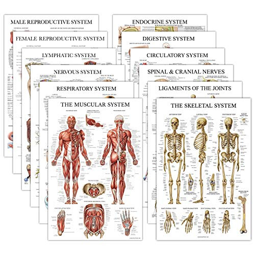 12 Pack - Anatomical Posters - Laminated - Muscular- Skeletal- Digestive- Respiratory- Circulatory- Endocrine- Lymphatic- Male  and  Female- Nervous- Spinal Nerves- Anatomy Charts - 18inch x 27inch