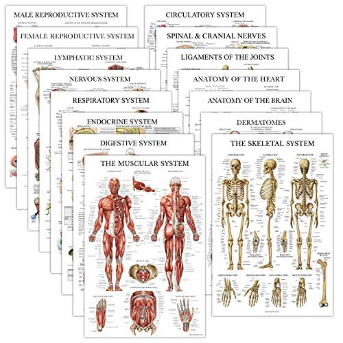 15 Pack - Anatomical Posters - Laminated - Muscular- Skeletal- Digestive- Respiratory- Circulatory- Endocrine- Lymphatic- Male  and  Female- Nervous- Spinal Nerves- Anatomy Charts - 18inch x 27inch