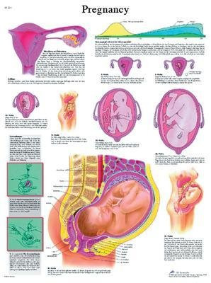 VR1554UU - Pregnancy Chart - 3B Scientific Pregnancy Chart - Each