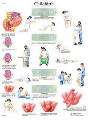 VR1555UU - Childbirth Chart - 3B Scientific Childbirth Chart - Each