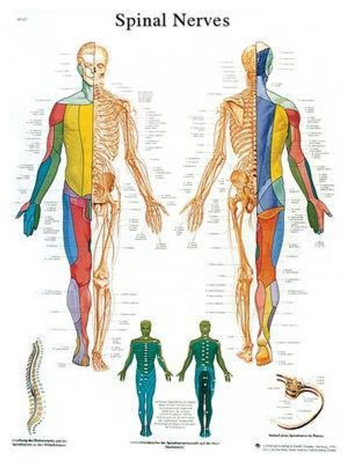 VR1621UU - Spinal Nerves Chart - 3B Scientific Spinal Nerves Chart - Each VR1621UU - Spinal Nerves Chart - 3B Scientific Spinal Nerves Chart - Each