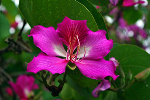 Bauhinia Purpurea- Purple Orchid Tree Exotic Flower Bonsai Plant Seed jocad -15 Seeds-