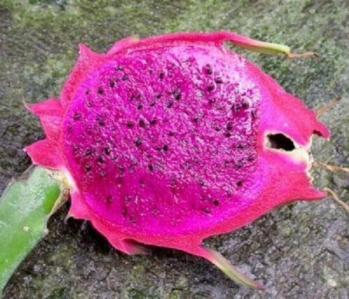 Dragon Fruit Purple Pitaya Exotic Plant Seed jocad -10 Seeds-