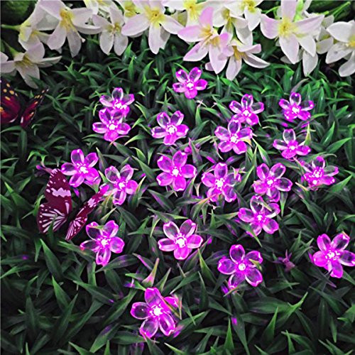 Solar Flower String Lights?22ft 50 Led Cherry Blossoms String Lights Outdoor Waterproof Solar Powered Fairy Lights for Outdoor-Garden- Patio -Purple- Solar Flower String Lights?22ft 50 Led Cherry Blossoms String Lights Outdoor Waterproof Solar Powered Fairy Lights for Outdoor-Garden- Patio -Purple-
