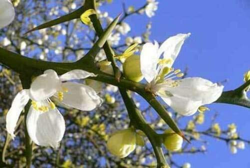 Fresh Seeds -Poncirus trifoliata | Contorted Flying Dragon | Trifoliate Orange | 10_Seeds