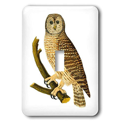 3dRose lsp_44888_1 Barn Owl On Branch Toggle Switch 3dRose lsp_44888_1 Barn Owl On Branch Toggle Switch