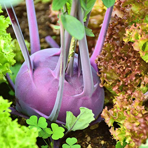 Organic Purple Vienna Kohlrabi Garden Seeds - 4 Oz - Non-GMO- Heirloom Vegetable Gardening  and  Microgreens Seeds