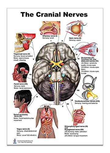 The Brain Cranial Nerves Poster 12x17inch- Waterproof