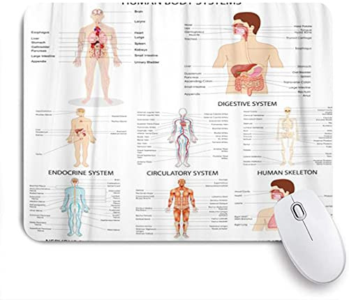 NOLYXICI Gaming Mouse Pads-Anatomy of Complete Chart Different Human Organ System Body-Mouse Mats Non-Slip Rubber Base for Laptop-Computer-Home-Office Mousepad 9.5inchx7.9inch