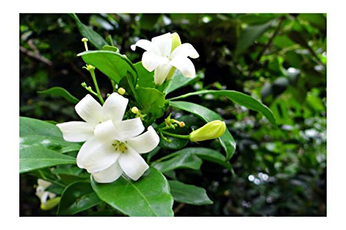 5 Seeds -Murraya paniculate -Orange Jasmine Seeds -Great Potted Tropical -Multi-use Plant Seed