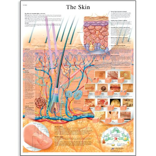3B Scientific VR1283L Glossy Laminated Paper The Skin Anatomical Chart- Poster Size 20inch Width x 26inch Height