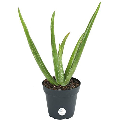 Costa Farms Aloe Vera Live Indoor House Plant- 10 Tall- Ships in 4-Inch Grow Pot