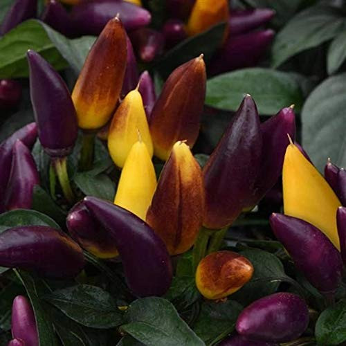 Purple Salsa Pepper 10 Ct