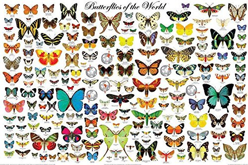 Laminated Butterflies of the World Educational Science Chart Poster 24x36
