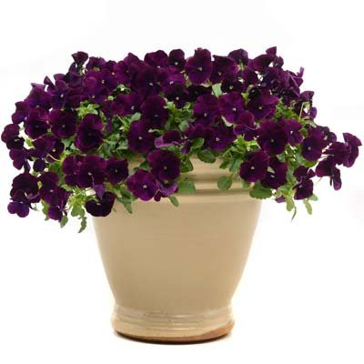 Trailing Pansy - Cool Wave Purple - Flower Seeds - 100 Seeds