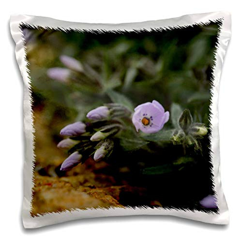 3dRose Stamp City - flowers - A macro photograph of a light purple creeping phlox about to bloom. - 16x16 inch Pillow Case -pc_309913_1- 3dRose Stamp City - flowers - A macro photograph of a light purple creeping phlox about to bloom. - 16x16 inch Pillow Case -pc_309913_1-
