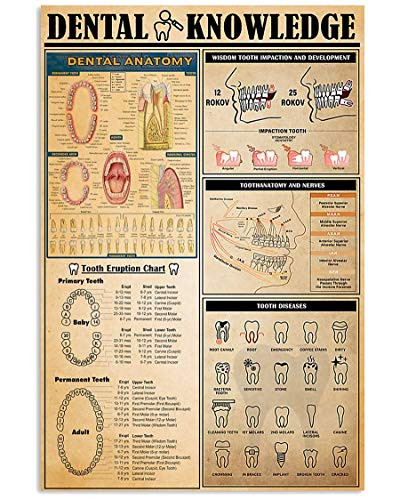 Dentist Poster Dental Knowledge Dental Anatomy Tooth Eruption Chart Diseases Abstract Wall Art For Living Room Home Decor Painting Vintage Poster No FrameFrame