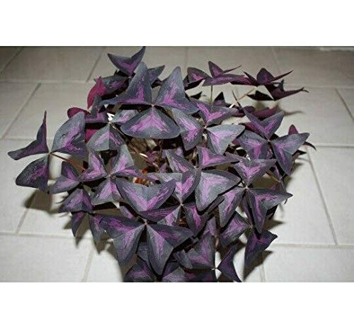 PAPCOOL Oxalis Triangularis Fl?wer B?lbs Purple Shamrock Oxalis B?lbs 5 B?lbs RarePl?nt