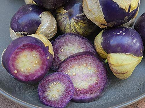 Huge Purple Tomatillo -ASF- ct