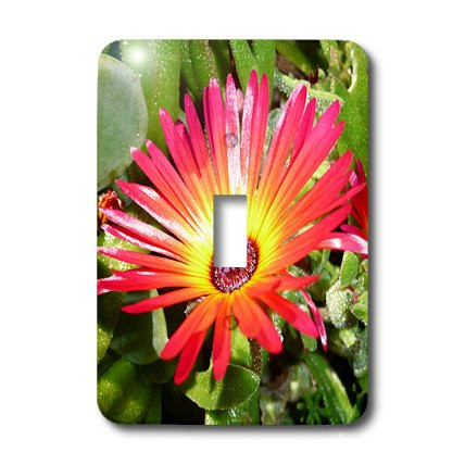 3dRose lsp_22795_1 Stunning Red And Yellow Gerbera Daisy Napier New Zealand - Single Toggle Switch