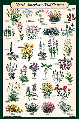 SIGNCHAT North American Wildflowers Educational Science Reference Chart Poster Metal Tin Sign 12x16 inch