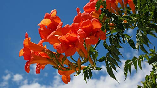 Campsis Radicans - Trumpet Flower Vine Seeds Clusters of Orange Trumpet Flowers jocad -10 Seeds- Campsis Radicans - Trumpet Flower Vine Seeds Clusters of Orange Trumpet Flowers jocad -10 Seeds-