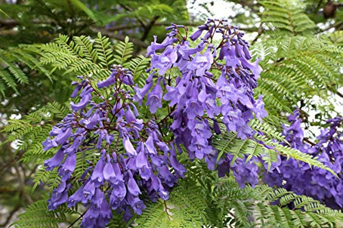 Jacaranda Mimosifolia Tree Seeds Purple Flower Clusters Attracts Butterflies jocad -10 Seeds-