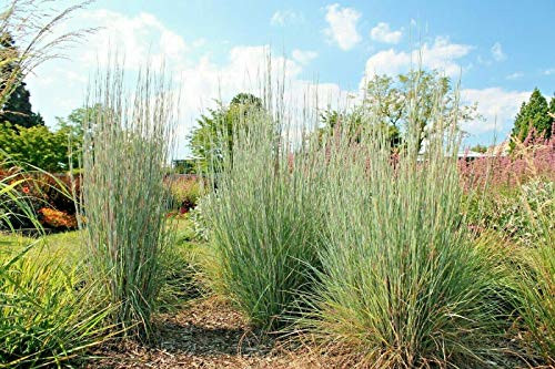 1 Oz Big Bluestem Seeds American Native Prairie Grass Clumping Ornamental jocad -10-001Plus Seeds-